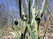 Fritillaria elwesii 0002