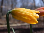 Fritillaria euboica OS620 0018