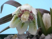 Fritillaria japonica var. koidzumiana 0011