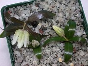 Fritillaria japonica var. koidzumiana 0013