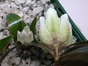 Fritillaria japonica var. koidzumiana 0015