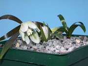 Fritillaria japonica var. koidzumiana 0023