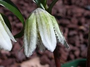 Fritillaria japonica var. koidzumiana 0028