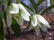 Fritillaria japonica var. koidzumiana 0029