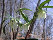 Fritillaria japonica var. koidzumiana 0034