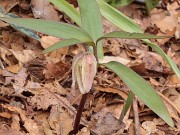 Fritillaria japonica var. koidzumiana 20180409 0001