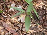 Fritillaria japonica var. koidzumiana 20190330 0001