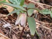 Fritillaria japonica var. koidzumiana 20190330 0002