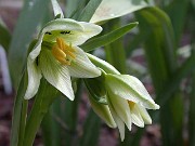 Fritillaria liliacea 0003