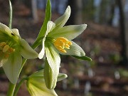 Fritillaria liliacea 0005