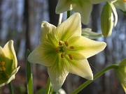 Fritillaria liliacea 0006