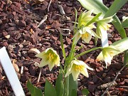 Fritillaria liliacea 0008