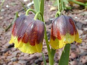 Fritillaria michailowskii 0001