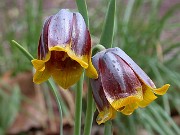Fritillaria michailowskii 0002