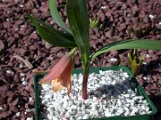 Fritillaria minuta 0016