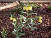 Fritillaria pallidiflora 0005