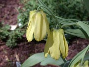 Fritillaria pallidiflora 0007