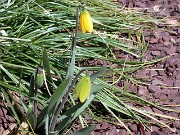 Fritillaria pudica 0001