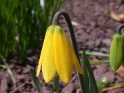 Fritillaria pudica 0004