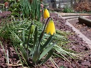 Fritillaria pudica 0007