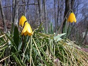 Fritillaria pudica 0009