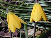 Fritillaria pudica Richard Britten 0001