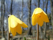 Fritillaria pudica Richard Britten 0002