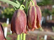 Fritillaria pyrenaica Cedric Morris 0004