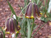 Fritillaria pyrenaica robust form 0002