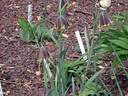 Fritillaria pyrenaica robust form 0005