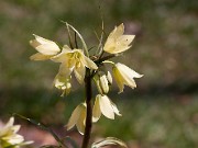 Fritillaria raddeana 20110010