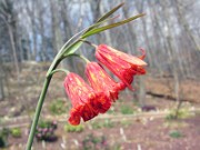 Fritillaria recurva NNS01-230 0002