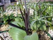 Fritillaria recurva NNS01-230 0003