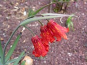 Fritillaria recurva NNS02-230 0004