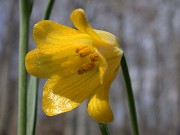 Fritillaria rixii 0003