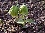 Fritillaria sp. China 0012