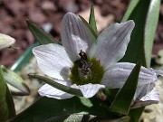 Fritillaria stenanthera late pale form 0003