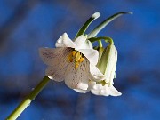 Fritillaria striata 0001