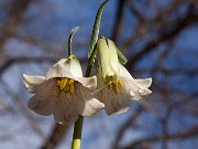 Fritillaria striata 0004