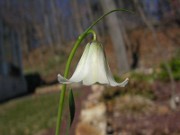 Fritillaria striata 0011