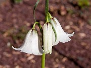 Fritillaria striata 0016