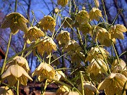 Fritillaria thunbergii 0004