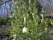 Fritillaria thunbergii 0010