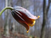 Fritillaria uva-vulpis 0001