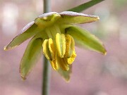 Fritillaria viridea 0003