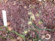 Fritillaria viridea 0005