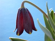 Fritillaria zagrica 0001