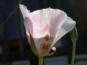 Calochortus