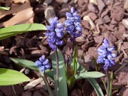 Hyacinthella milligenii 0003