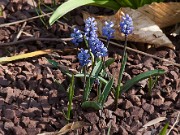 Hyacinthella milligenii 20110001